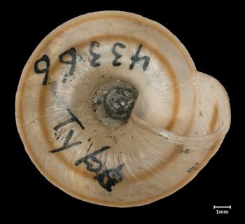 Media type: image;   Malacology 43366 Aspect: basal